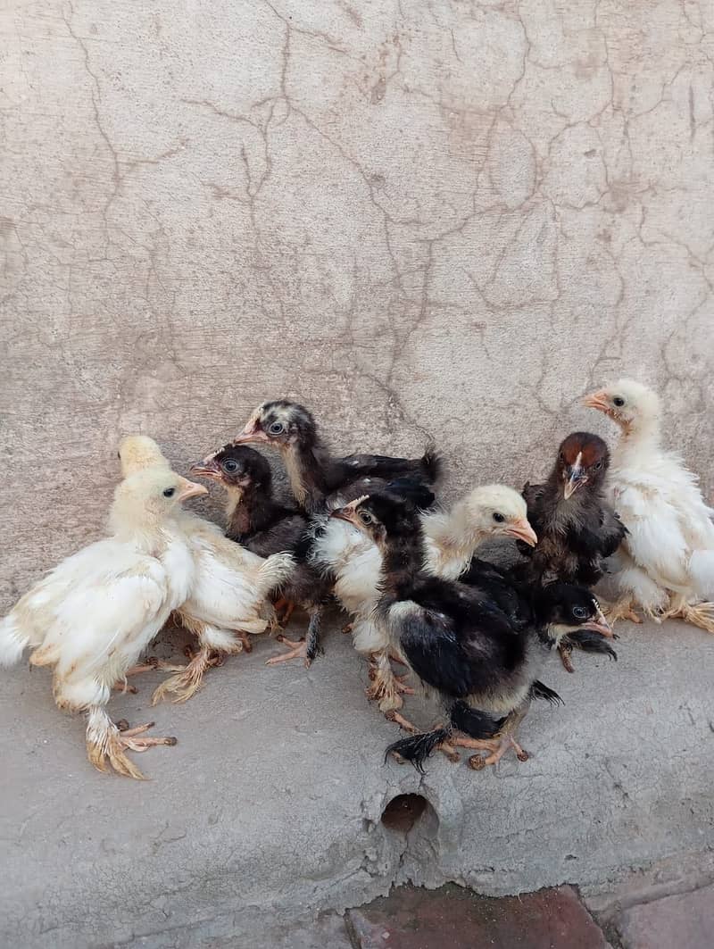 Bantam Chicks 3