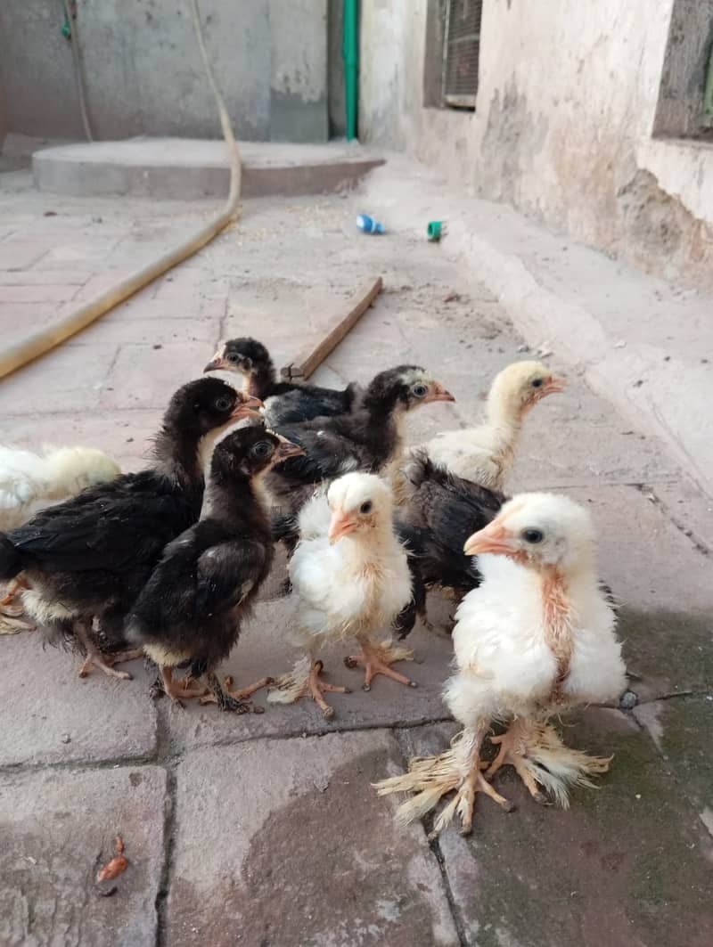 Bantam Chicks 4