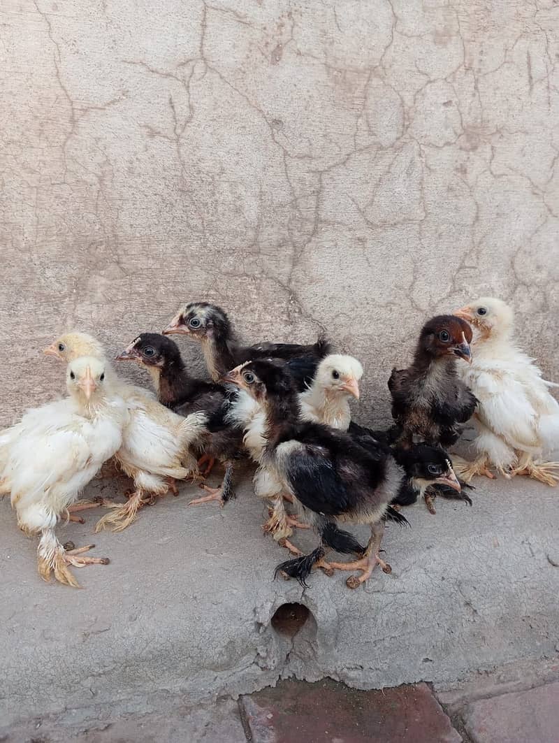 Bantam Chicks 5