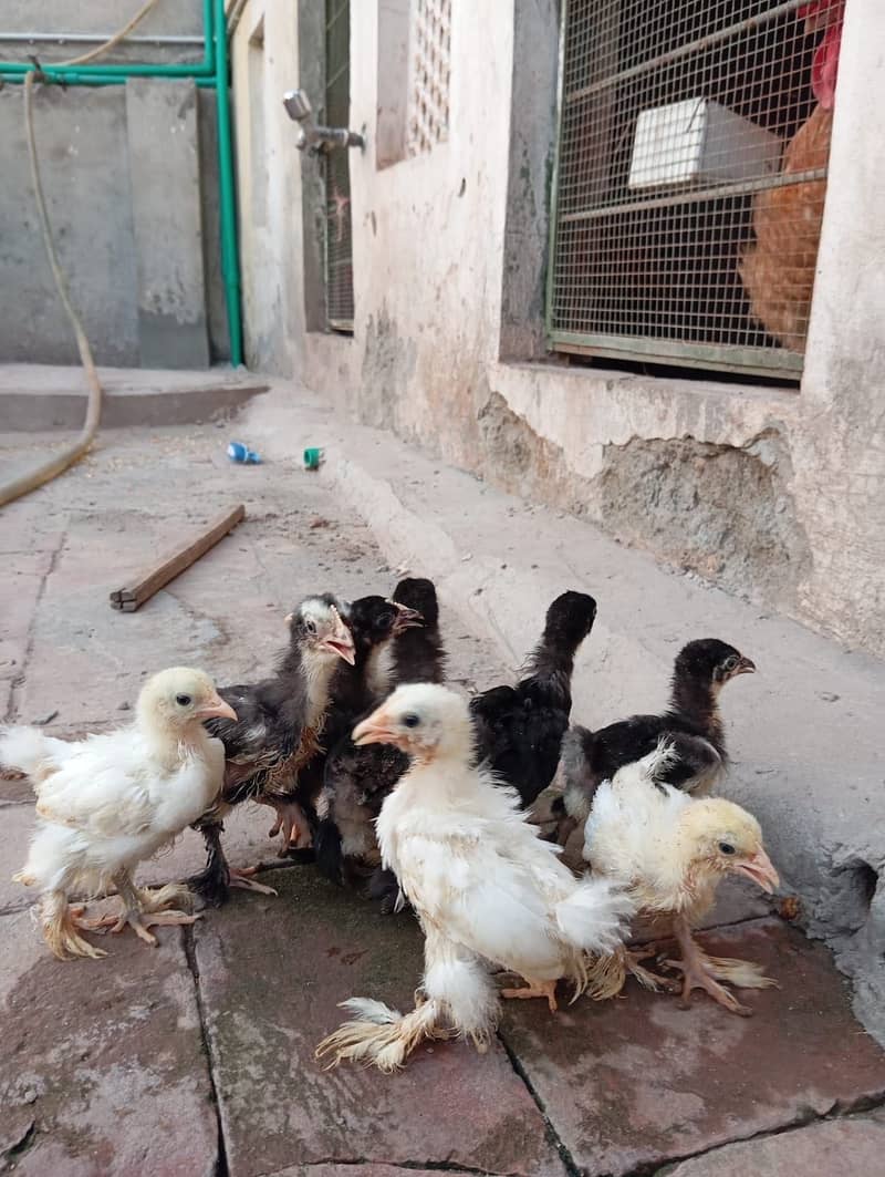Bantam Chicks 6