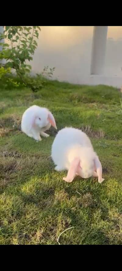 Pure breed Holland lop rabbits extreme quality