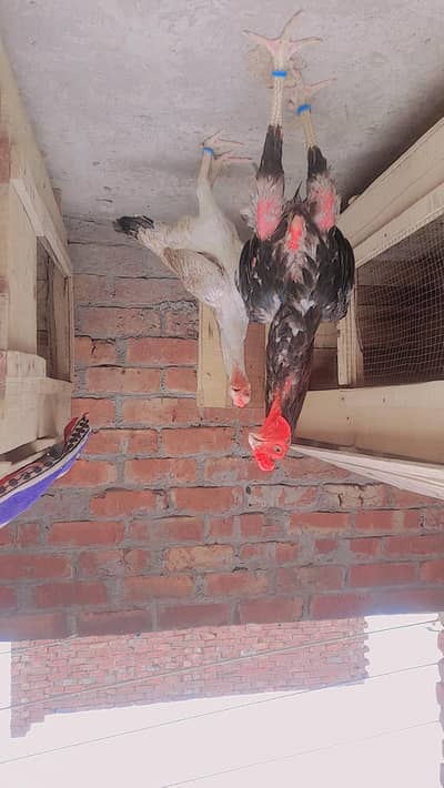 In best range imported  aseel with three chick's three months