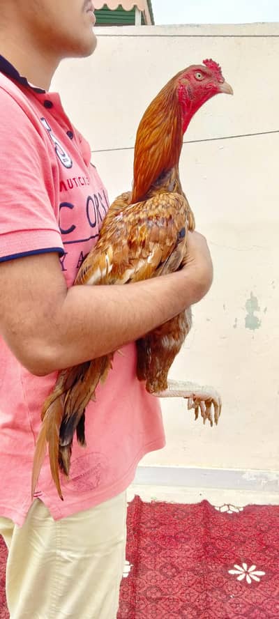 peela murga