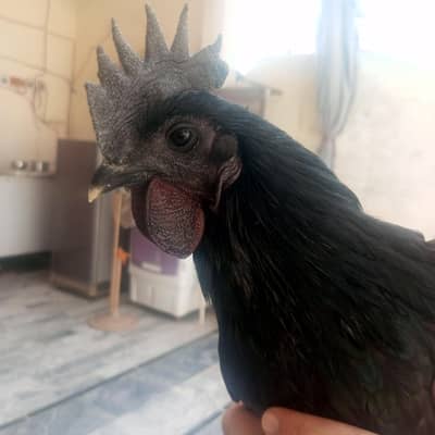 European Ayam cemani grey tounge