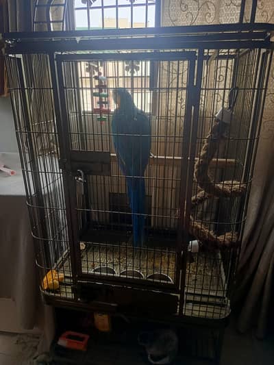 selling blue and gold macaw akong with cage