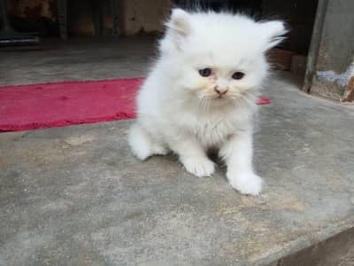 persian punch face triple coated kittens