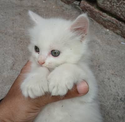 persian punch face triple coated kittens