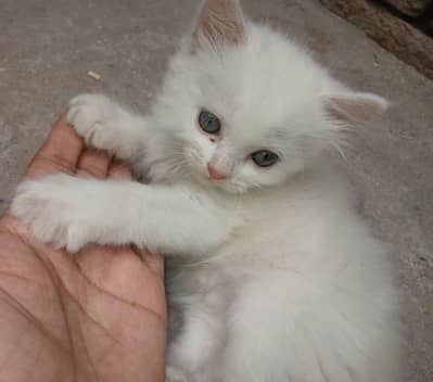 persian punch face triple coated kittens