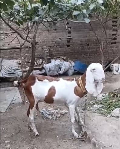 Rajanpuri Gaban Bakri | Ablack Gaban Bakri | Goat for Sale 4 Dant