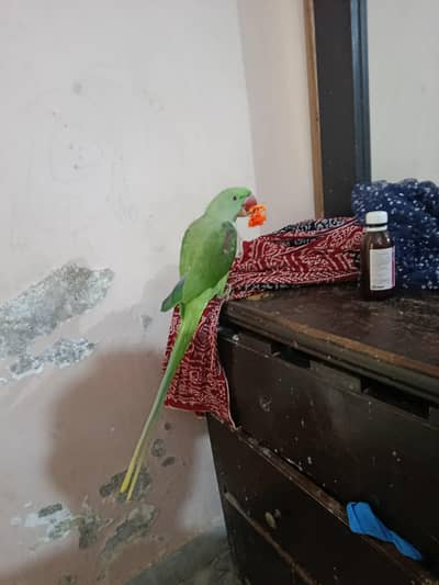 raw talking parrot for sale