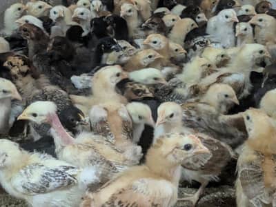 Golden misri chicks