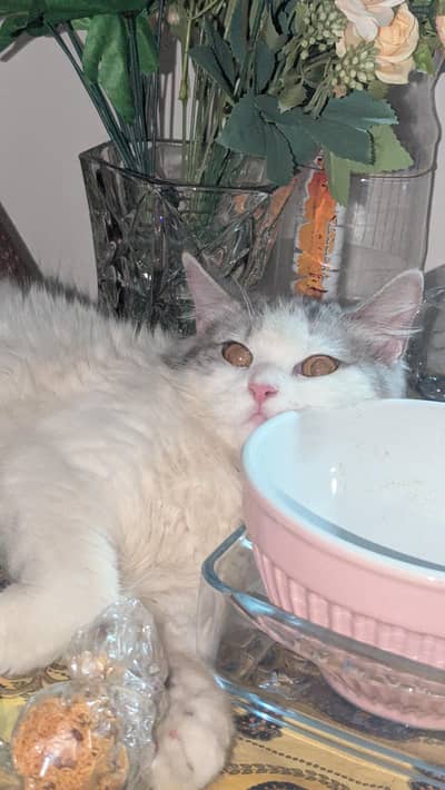 Persian cat