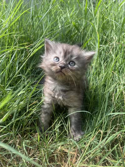 Persian cats for sale