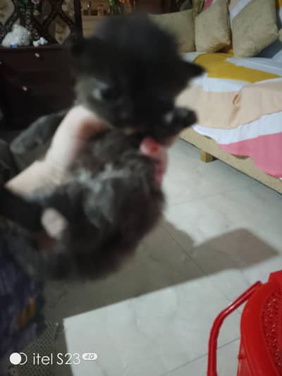 cute kittens available