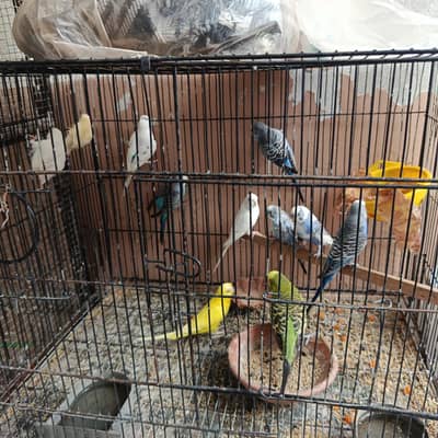 10 parrots for sale