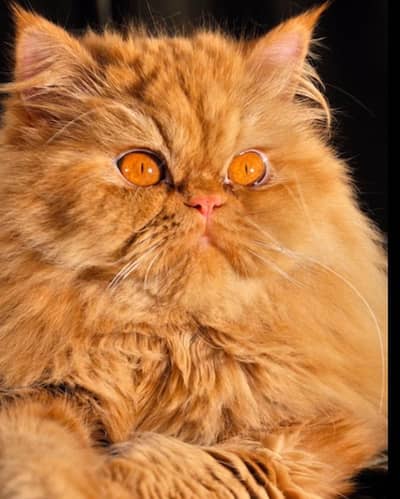 persian ginger male price 25k