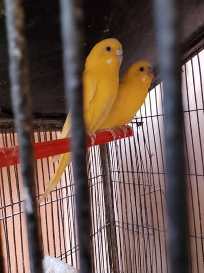 LOMEN budgies pair with heavy iron cage