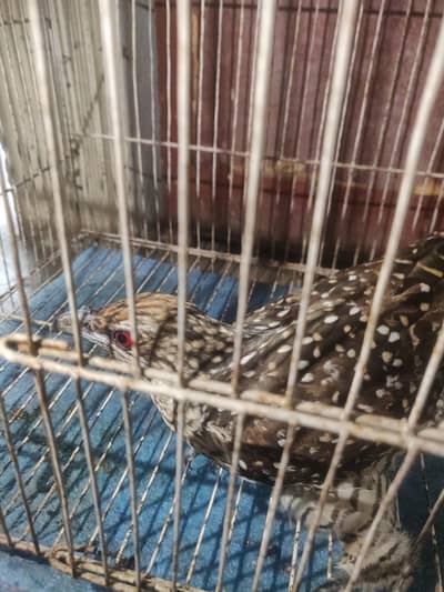 asian koal urgent sale in red eyes
