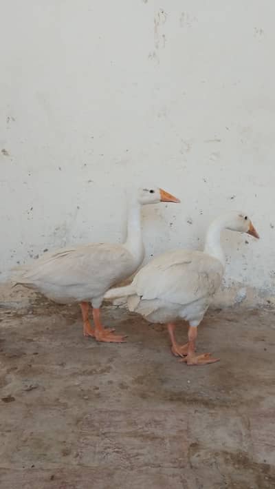duck pair