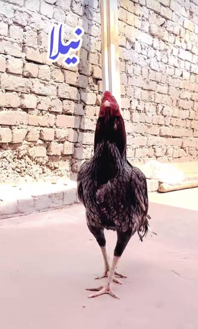 Mianwali  breed