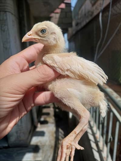 high quality old Bloodline aseel chicks