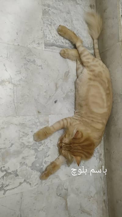 neutral male cat in jombo size