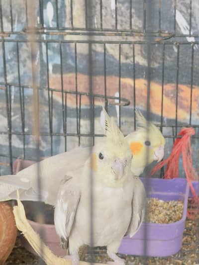 Cockatiel pair