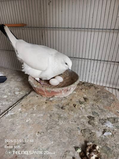 kabootar pigeon