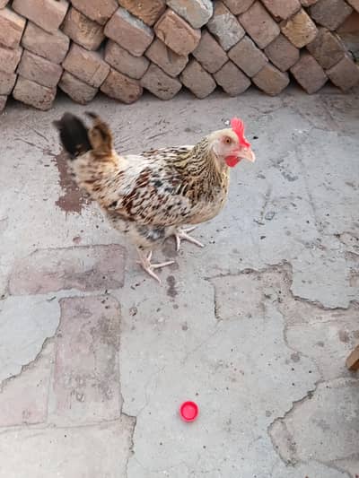 ghar k pali hoi