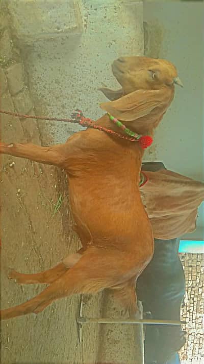 Bakra sale