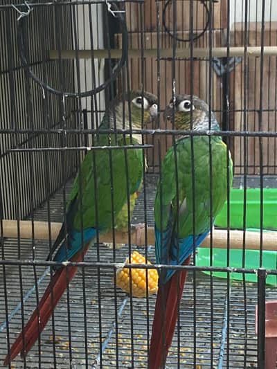 Green Cheek Conure Red Factor Breeder Pair