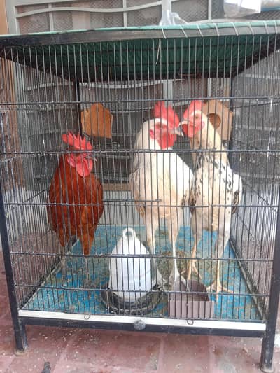 3 male hens