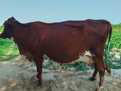 Frisian cross cow for sale
