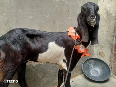 Desi path urgent Sale