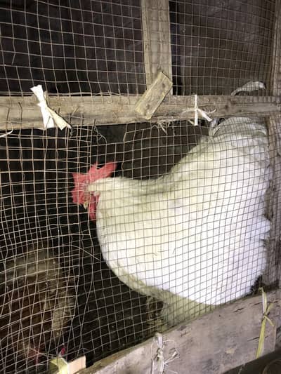White Buff male hen