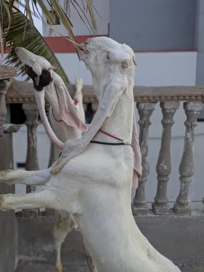 gulabi nasal bakra bakri