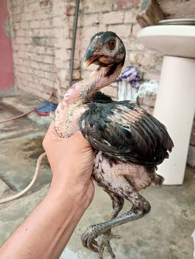 pure Thai aseel chicks 4Male 2Female