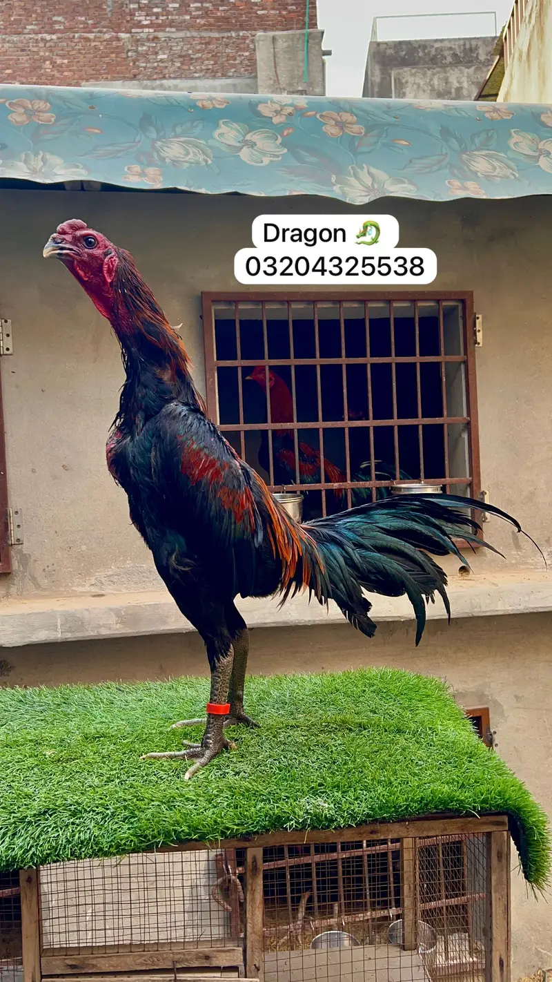 Dragon 03204325538 — photo 2