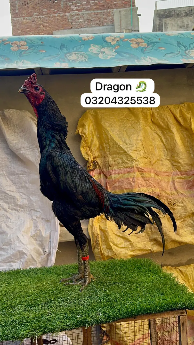 Dragon 03204325538 — photo 3