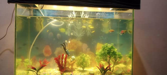 Fish Aquarium In Good Ccondition