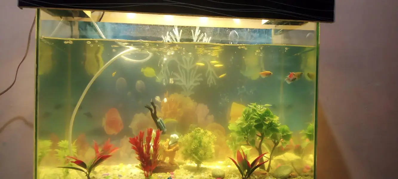 Fish Aquarium In Good Ccondition