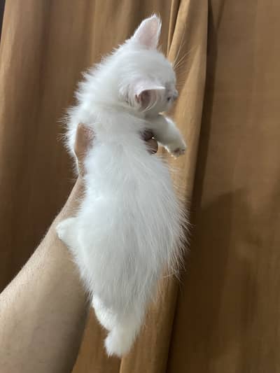 Kittens