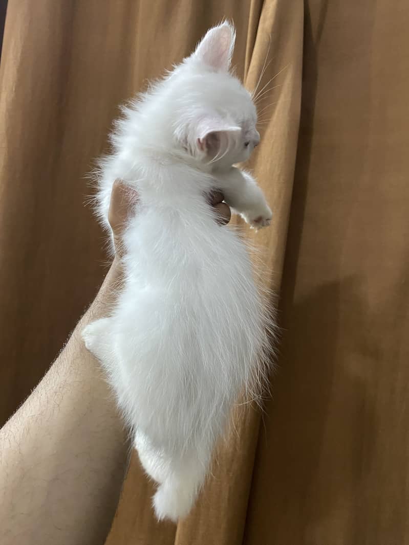 Kittens 0