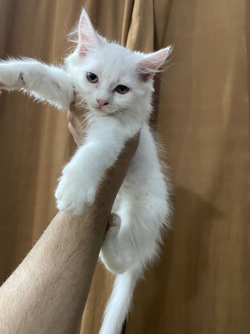 Kittens 1