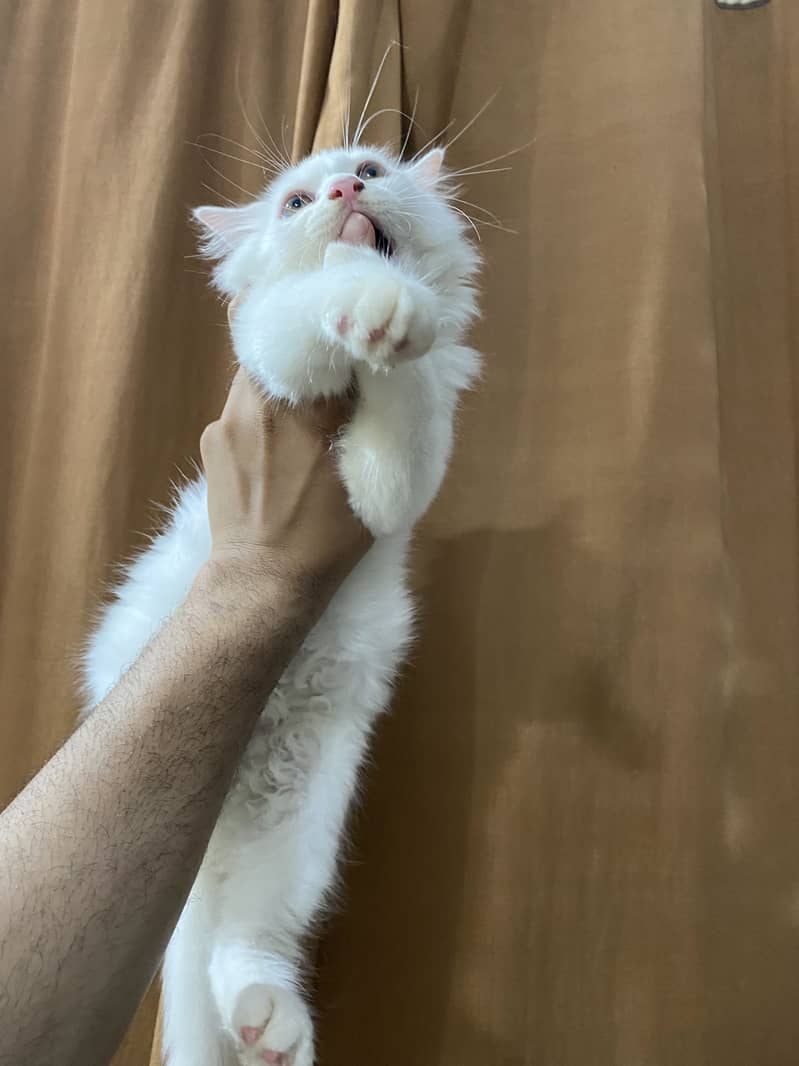 Kittens 2