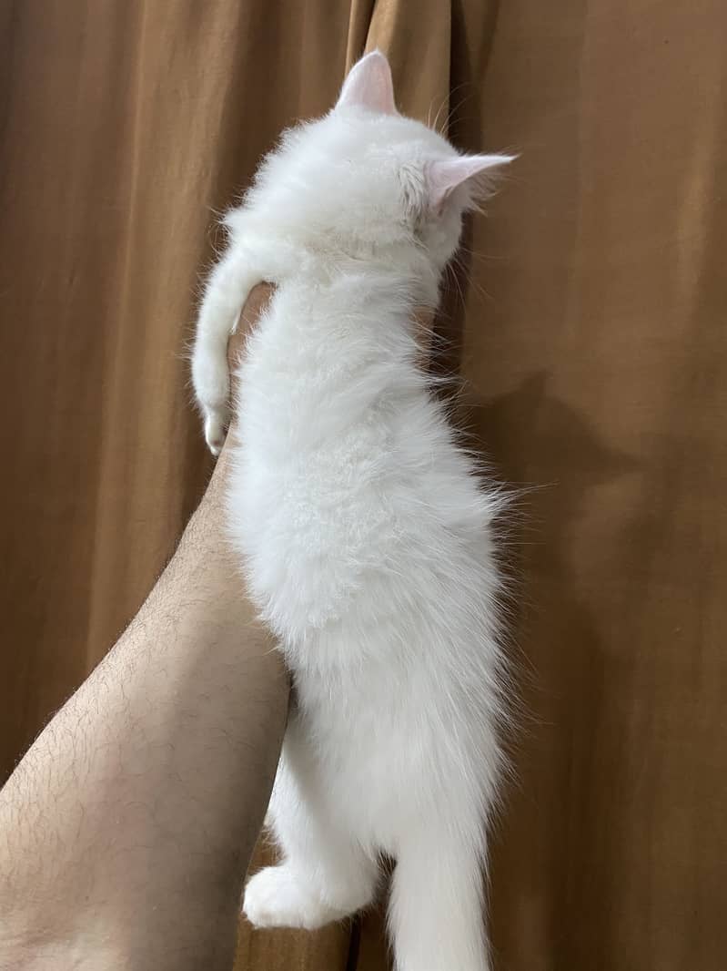 Kittens 3