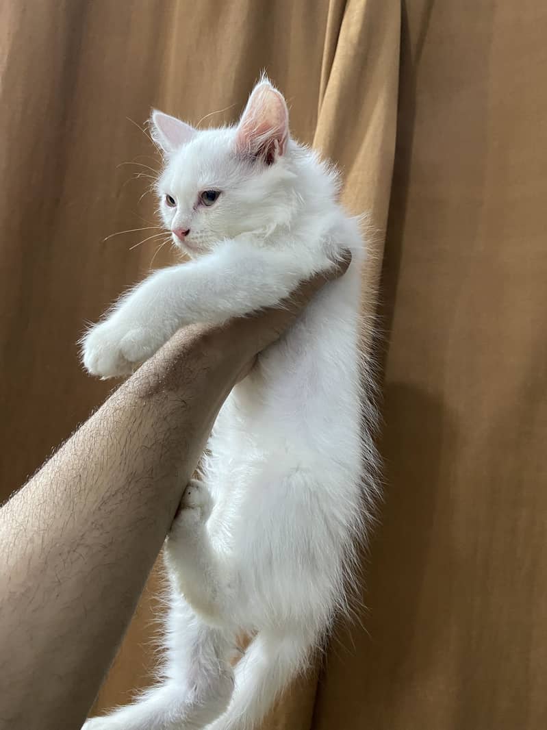Kittens 4