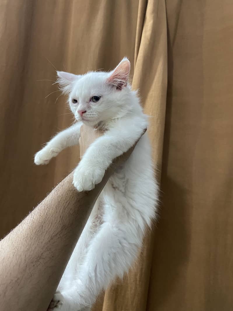 Kittens 5
