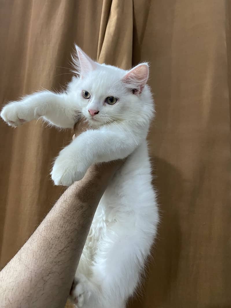 Kittens 6