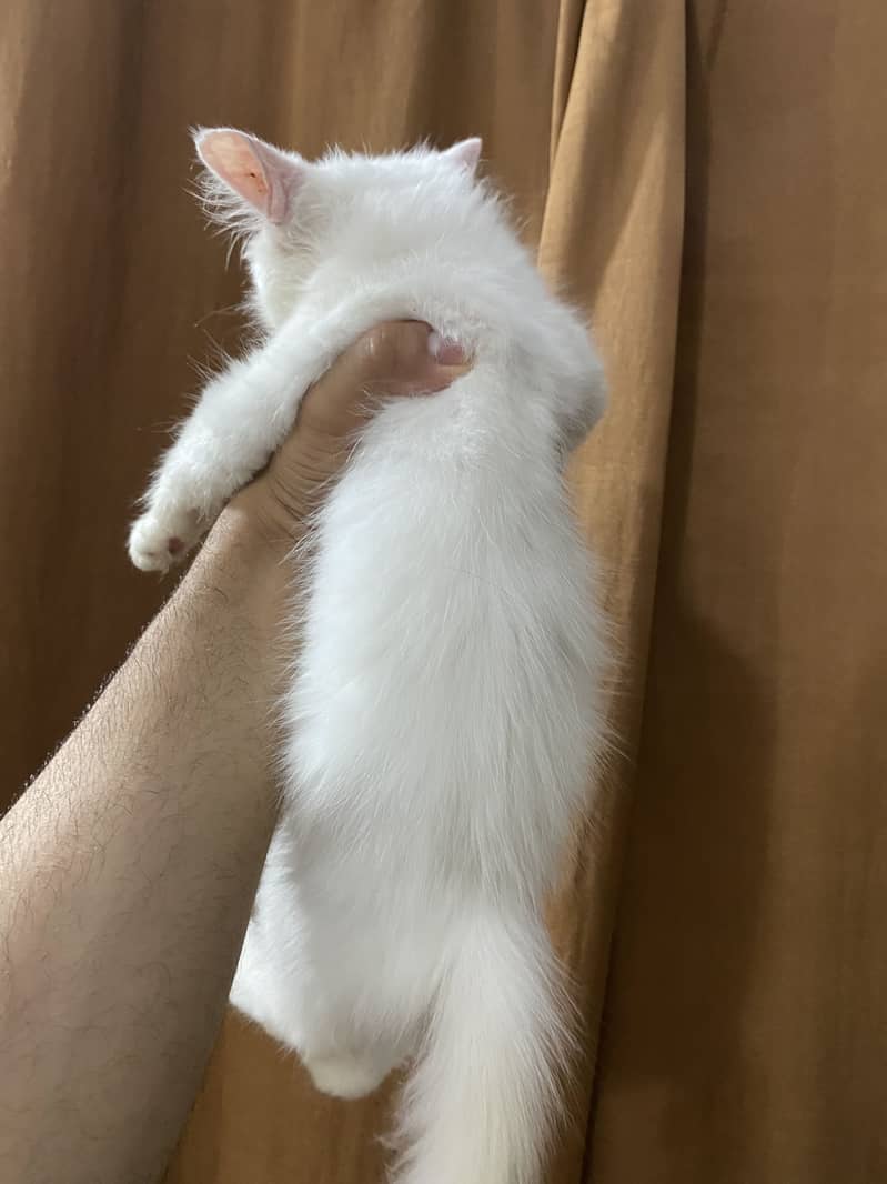 Kittens 7